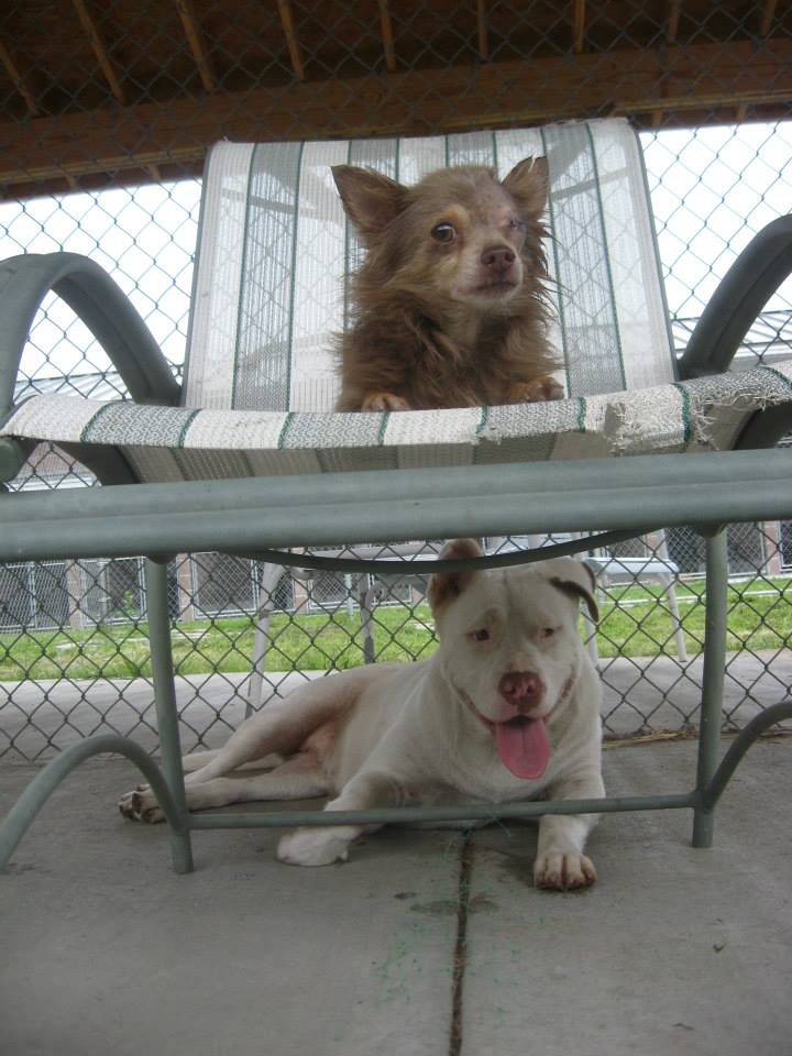 Трогательная дружба двух бродячих собак дружба бродячих собак, Джоанна и Чачи, собаки питбуль и чихуахуа, несла в зубах зараженный глаз