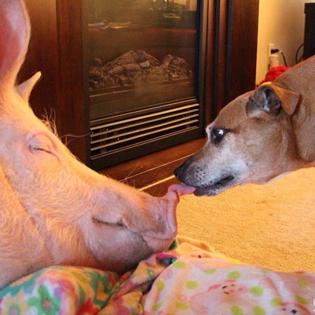 Эстер - 227-килограммовая «мини-свинья», которая живёт в доме Esther the Wonder Pig, Эстер 227 килограммовая свинья