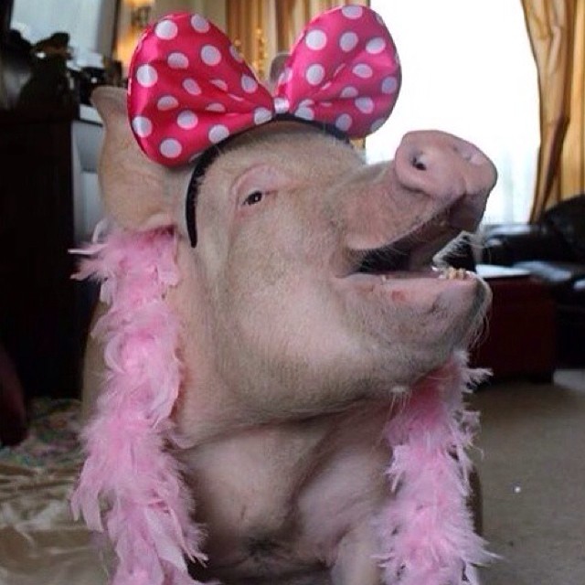 Эстер - 227-килограммовая «мини-свинья», которая живёт в доме Esther the Wonder Pig, Эстер 227 килограммовая свинья