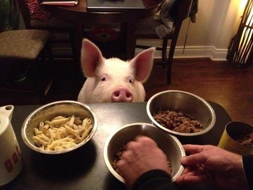 Эстер - 227-килограммовая «мини-свинья», которая живёт в доме Esther the Wonder Pig, Эстер 227 килограммовая свинья