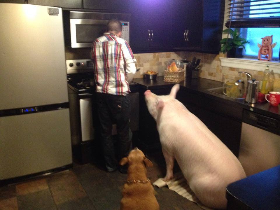 Эстер - 227-килограммовая «мини-свинья», которая живёт в доме Esther the Wonder Pig, Эстер 227 килограммовая свинья