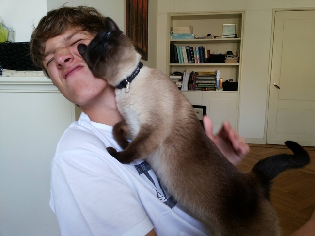 Смешные животные, которым нужно внимание хозяина прямо сейчас животные внимание хозяина, животные нуждаются во внимании, смешные животные