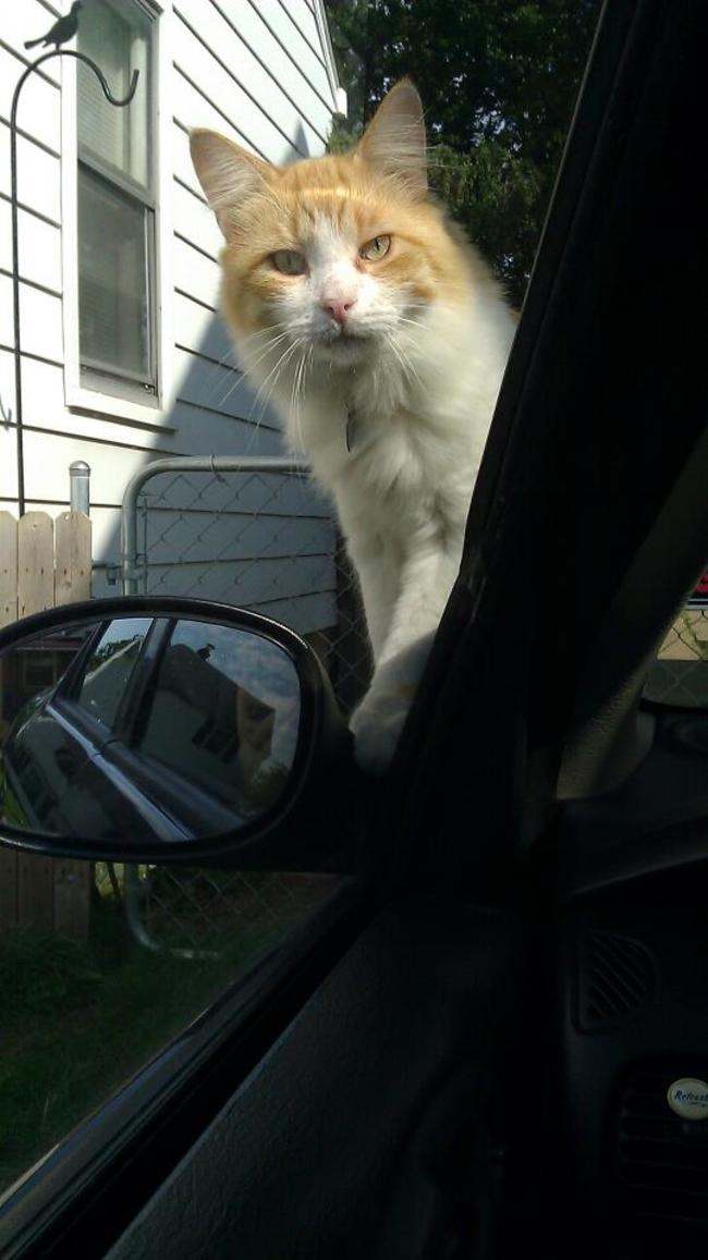 Смешные животные, которым нужно внимание хозяина прямо сейчас животные внимание хозяина, животные нуждаются во внимании, смешные животные