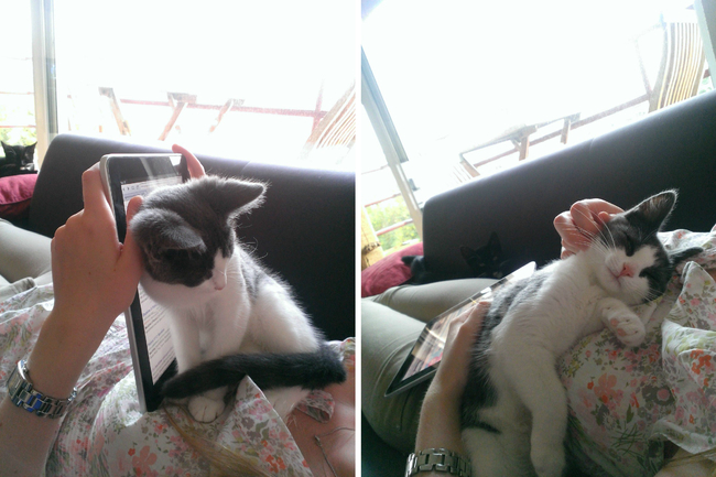 Смешные животные, которым нужно внимание хозяина прямо сейчас животные внимание хозяина, животные нуждаются во внимании, смешные животные