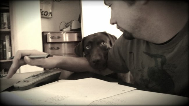 Смешные животные, которым нужно внимание хозяина прямо сейчас животные внимание хозяина, животные нуждаются во внимании, смешные животные