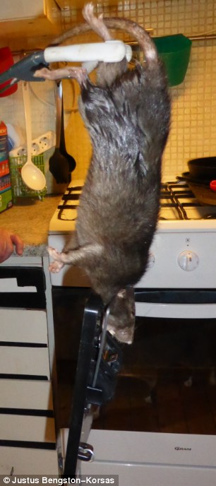 40-сантиметровая крыса-викинг, пойманная в доме семьи из Швеции крыса-викинг, гигантская крыса, поймали крысу в Швеции