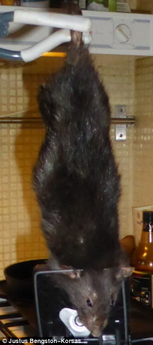 40-сантиметровая крыса-викинг, пойманная в доме семьи из Швеции крыса-викинг, гигантская крыса, поймали крысу в Швеции