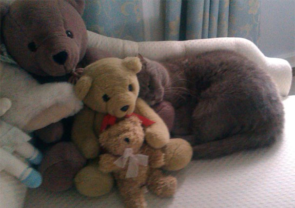 Найди кота: 25 котов, знающих толк в маскировке коты мастера маскировки, коты прячутся