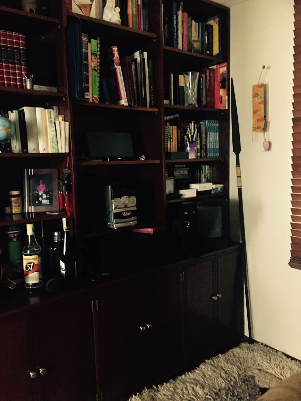 Найди кота: 25 котов, знающих толк в маскировке коты мастера маскировки, коты прячутся