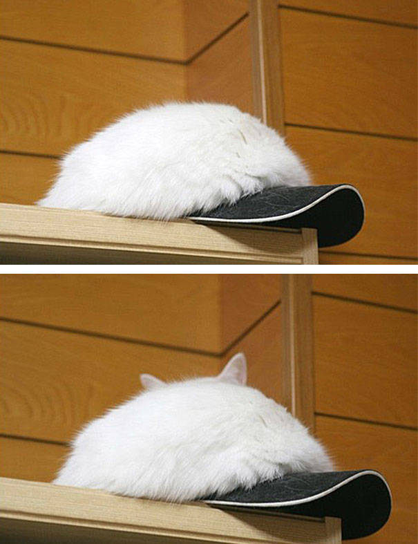 Найди кота: 25 котов, знающих толк в маскировке коты мастера маскировки, коты прячутся