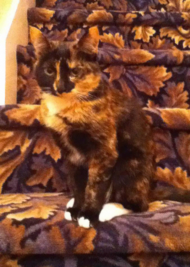 Найди кота: 25 котов, знающих толк в маскировке коты мастера маскировки, коты прячутся