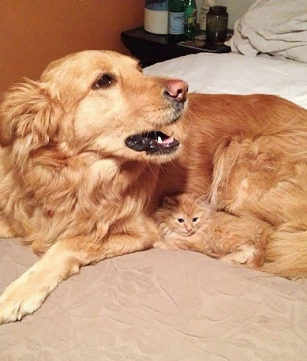 Найди кота: 25 котов, знающих толк в маскировке коты мастера маскировки, коты прячутся