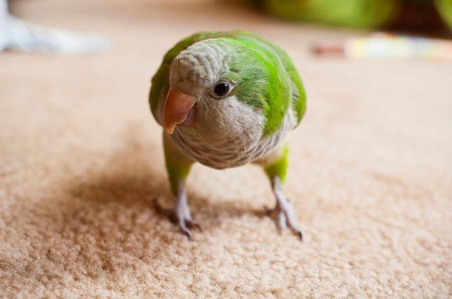 15 удивительных историй о животных-героях, спасших людей от смерти животные спасли жизнь людям, животные спасли жизнь своим хозяевам, животные спасли жизнь своим владельцам, животные герои