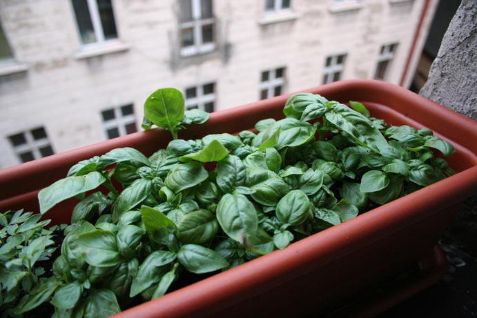 17 действенных советов, которые избавят вас от зуда после укусов комаров средства от зуда от укусов комаров, средства от комариных укусов, избавиться от зуда укус комаров, домашние средства от укусов комаров