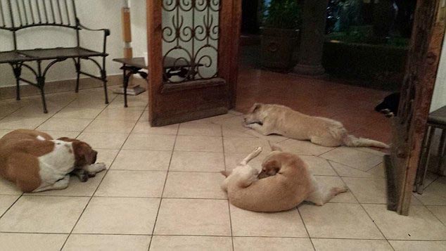 Бездомные собаки пришли на похороны женщины, которая их кормила, чтобы попрощаться с умершей Маргарита Суарес , бездомные собаки пришли на похороны, собаки пришли на похороны женщины, собаки пришли проводить умершую женщину