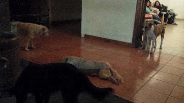 Бездомные собаки пришли на похороны женщины, которая их кормила, чтобы попрощаться с умершей Маргарита Суарес , бездомные собаки пришли на похороны, собаки пришли на похороны женщины, собаки пришли проводить умершую женщину