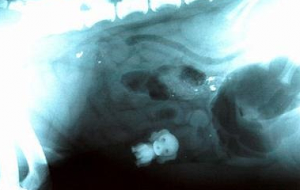 Рентгеновские снимки собак, внутри которых были найдены самые невероятные вещи