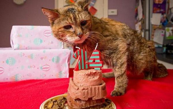 Поппи - самый старая кошка в мире, которой стукнуло 24 года