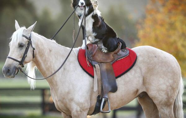 Хекан - собака, которая умеет ездить верхом на лошади