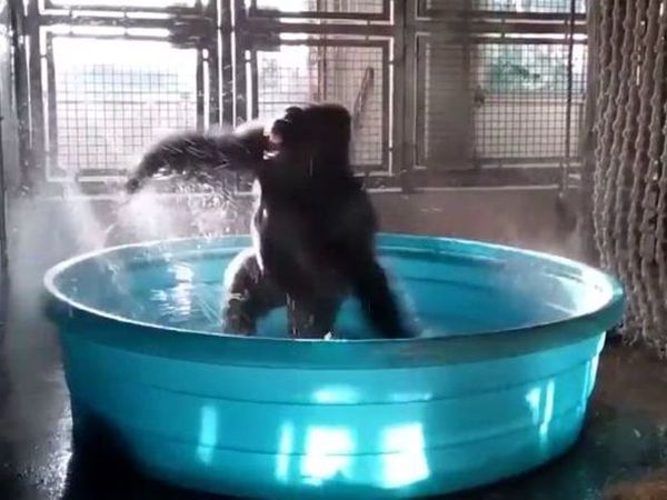 Купание обезьяны хоккей. Обезьянка в бассейне. Шимпанзе в бассейне. Обезьянка купается в тазике. Горилла в бассейне.