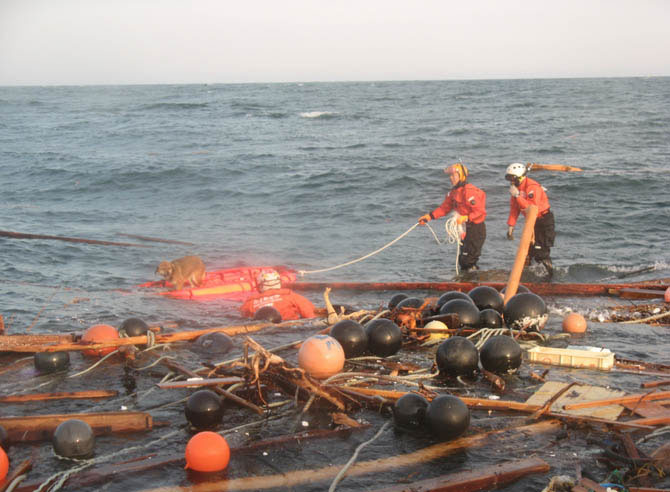 Лучшие фотографии животных за 2011 год