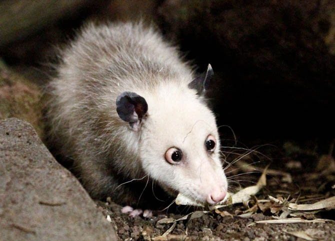 Лучшие фотографии животных за 2011 год