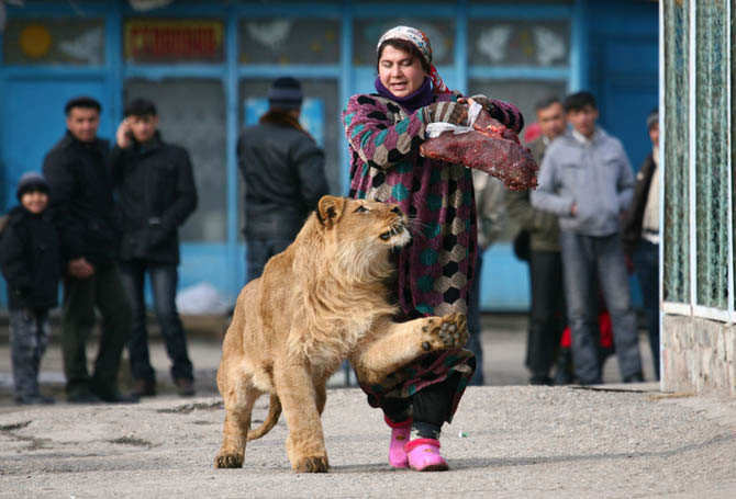 Лучшие фотографии животных за 2011 год