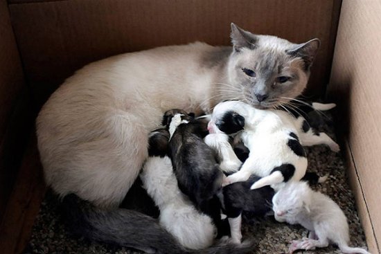 Необычные усыновления в мире животных