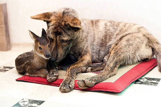 Необычные усыновления в мире животных