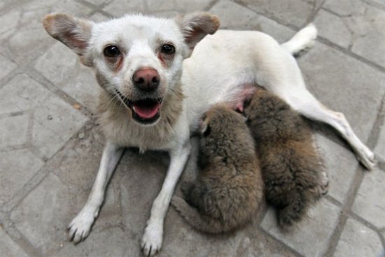 Необычные усыновления в мире животных