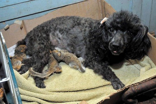 Необычные усыновления в мире животных