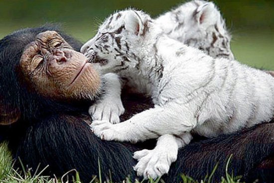 Необычные усыновления в мире животных