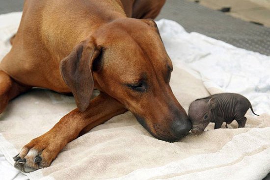 Необычные усыновления в мире животных