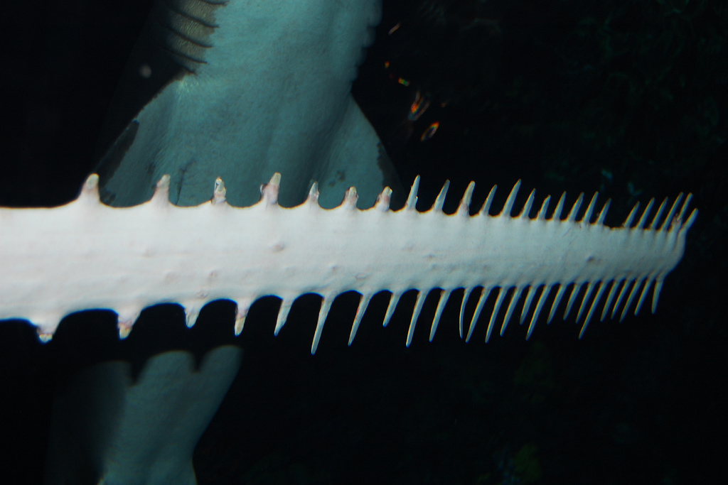 Фото акулы пилы