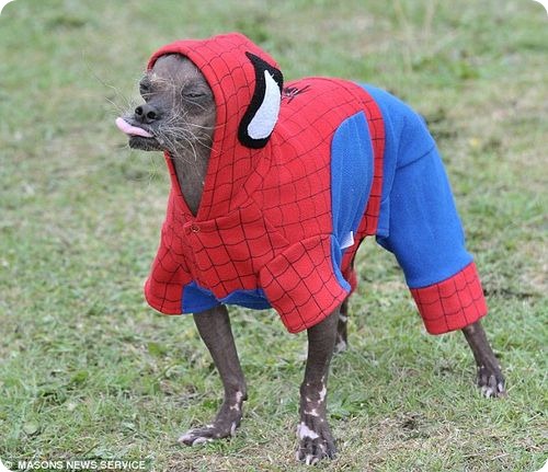 Собачки в костюмах