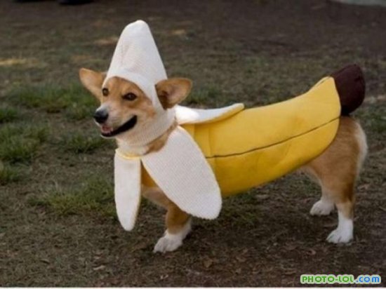 Собачки в костюмах