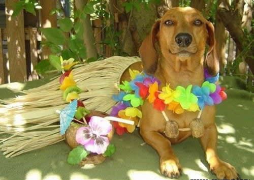 Собачки в костюмах