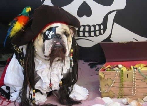 Собачки в костюмах