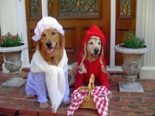 Собачки в костюмах