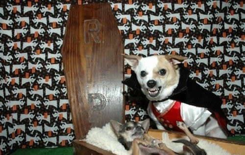 Собачки в костюмах