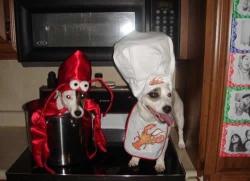 Собачки в костюмах