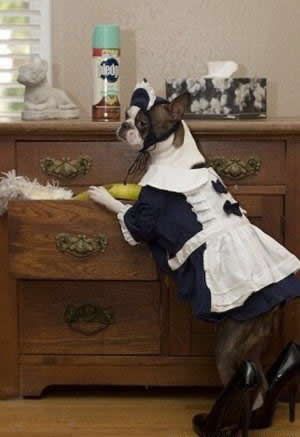 Собачки в костюмах