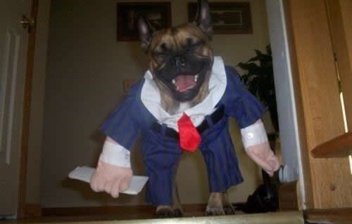 Собачки в костюмах