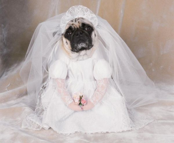 Собачки в костюмах