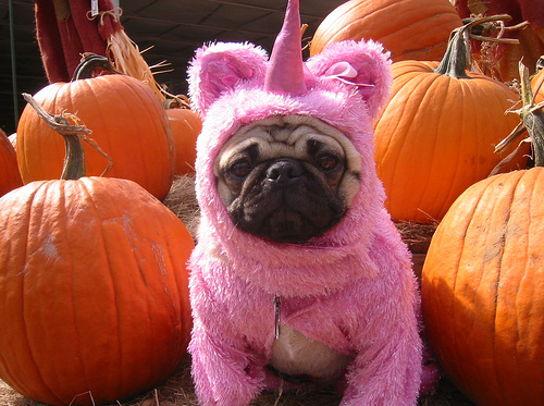 Собачки в костюмах