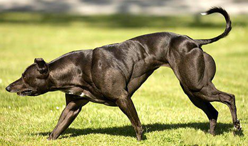 собака качок уиппет накаченная мышцы