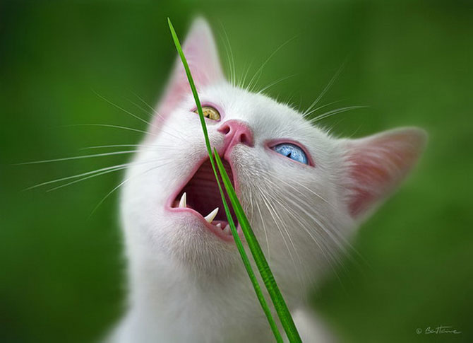 Гетерохромия у кошек и собак Разные глаза, гетерохромия, кошки, собаки