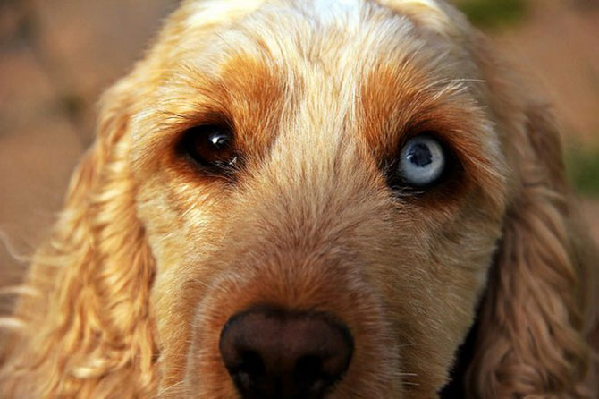 Гетерохромия у кошек и собак Разные глаза, гетерохромия, кошки, собаки