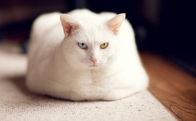 Гетерохромия у кошек и собак Разные глаза, гетерохромия, кошки, собаки