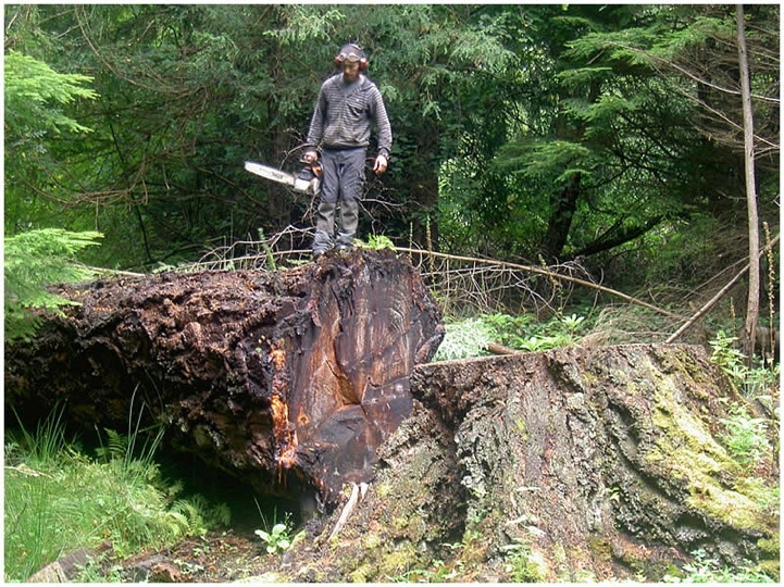 Новая жизнь срубленных деревьев от художника Томми Краггса Новая жизнь срубленных деревьев от художника Томми Краггса